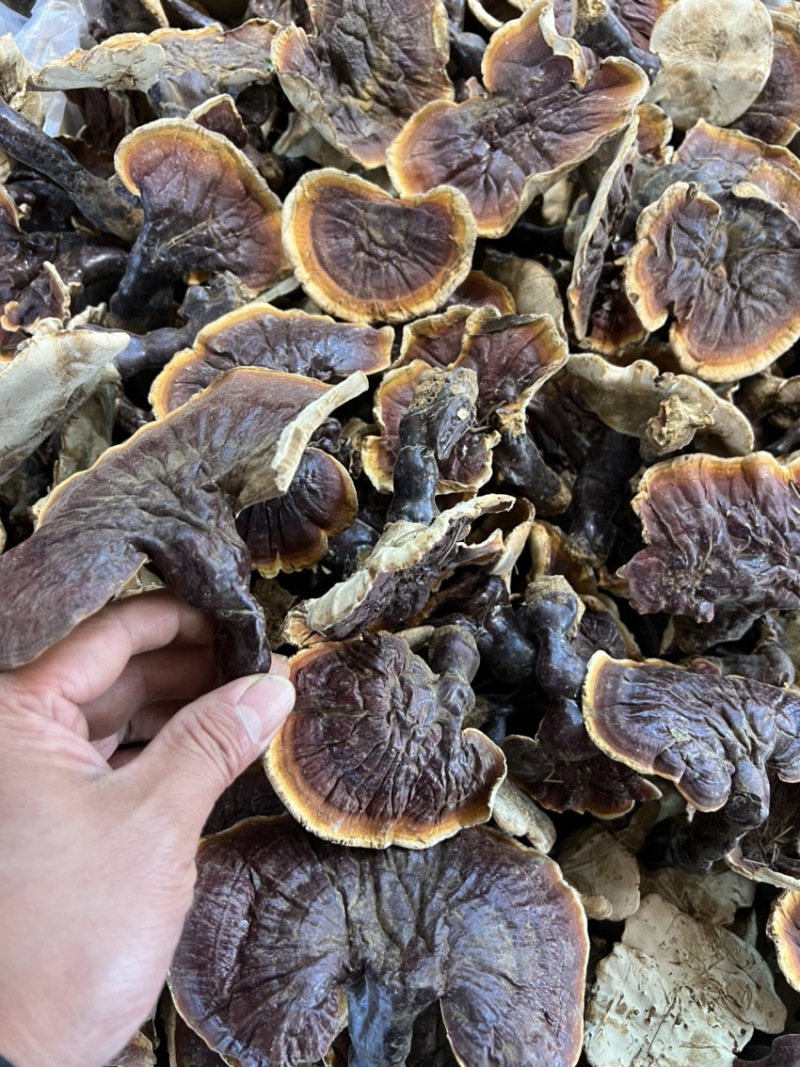 高山白林芝，纯白心浓浓香味，