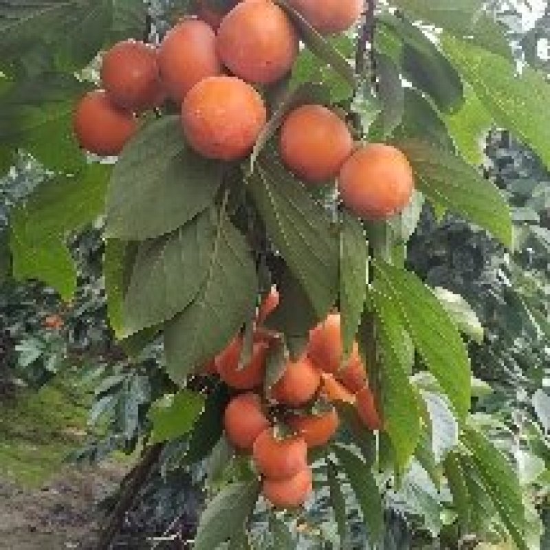 灵宝柿子面积极大，品质好，价格低。