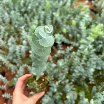 云南易活尤加利苗配花尤加利叶蓝苹果铜钱桉庭院花园绿植