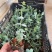 云南易活尤加利苗配花尤加利叶蓝苹果铜钱桉庭院花园绿植