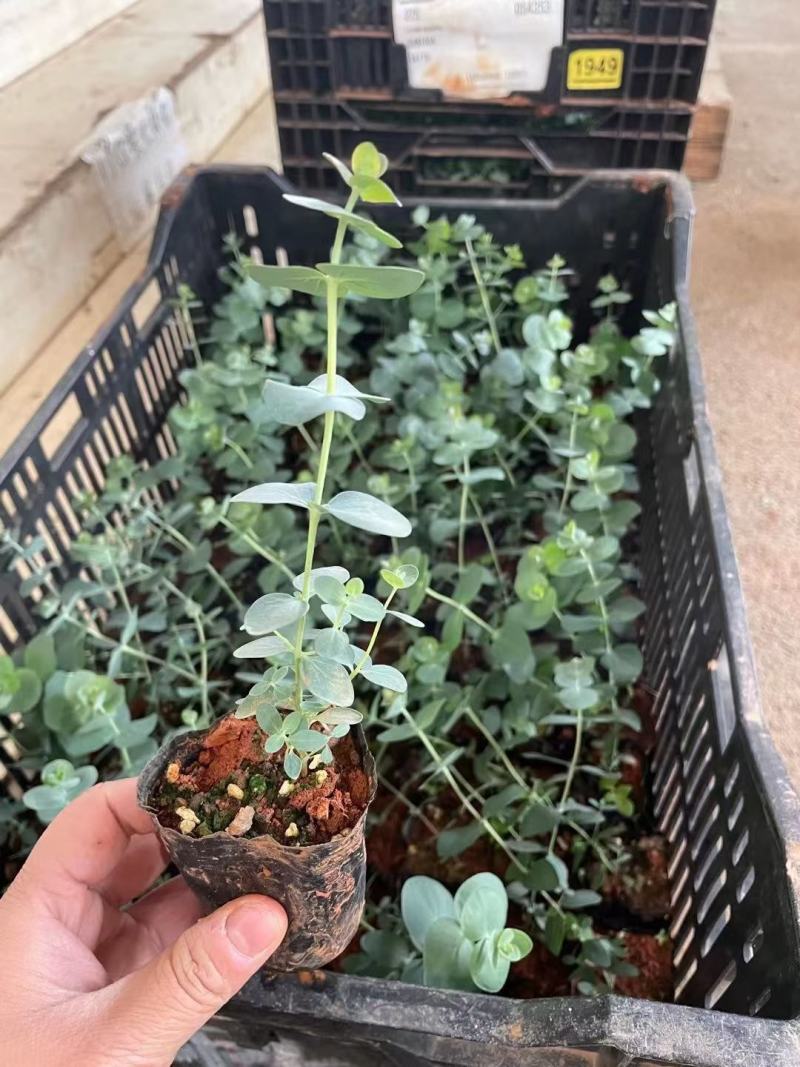 云南易活尤加利苗配花尤加利叶蓝苹果铜钱桉庭院花园绿植