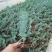 云南易活尤加利苗配花尤加利叶蓝苹果铜钱桉庭院花园绿植
