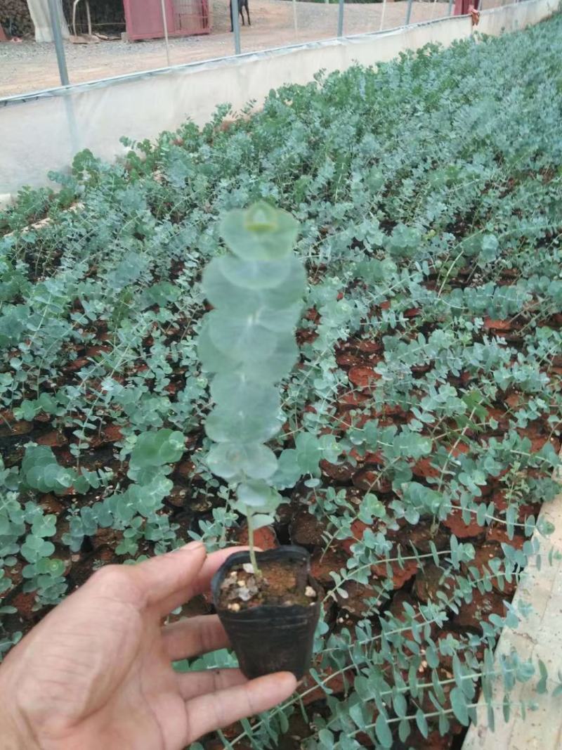 云南易活尤加利苗配花尤加利叶蓝苹果铜钱桉庭院花园绿植