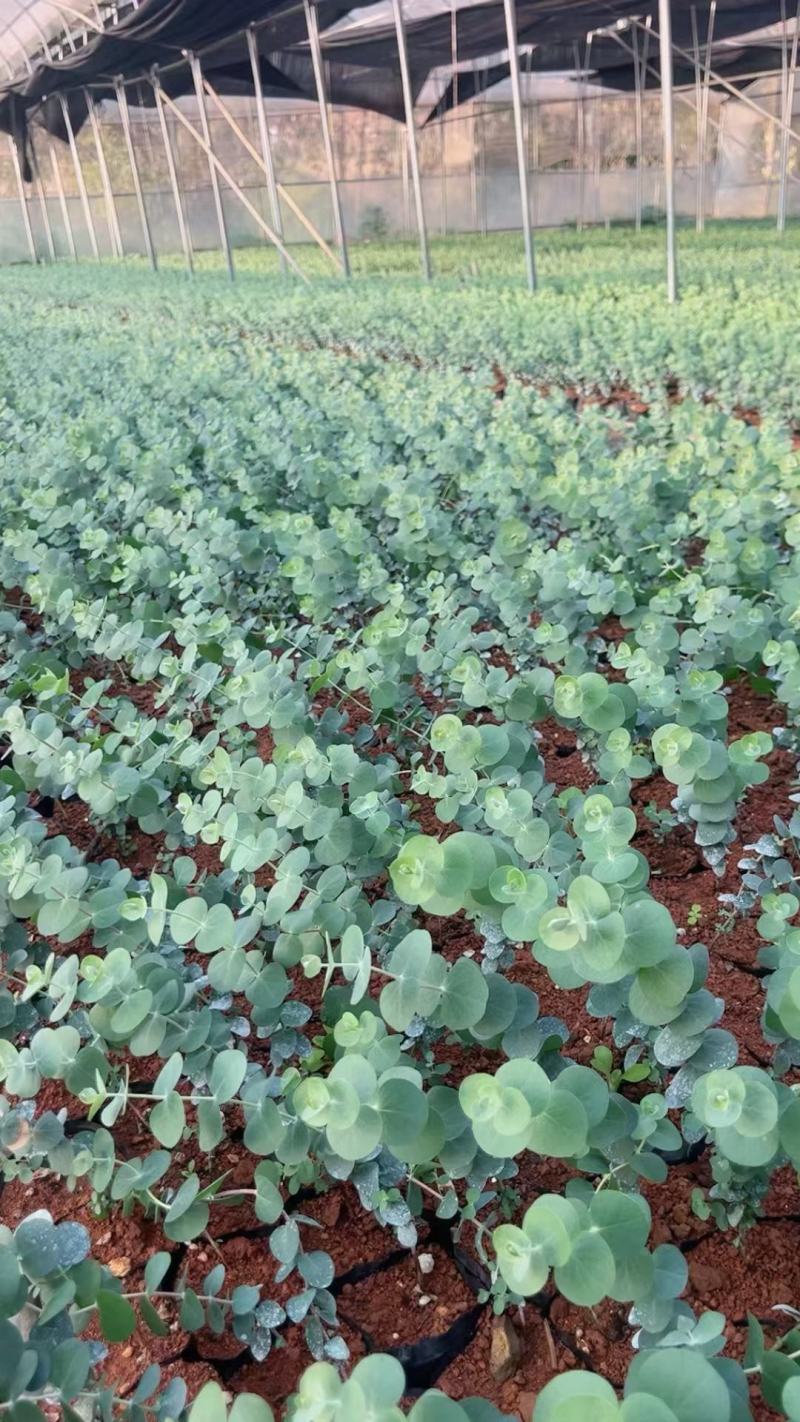 云南易活尤加利苗配花尤加利叶蓝苹果铜钱桉庭院花园绿植