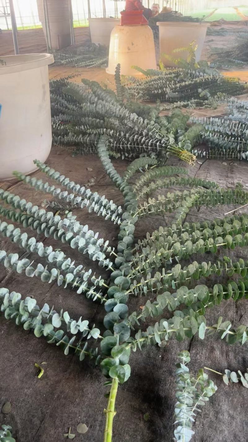 云南易活尤加利苗配花尤加利叶蓝苹果铜钱桉庭院花园绿植