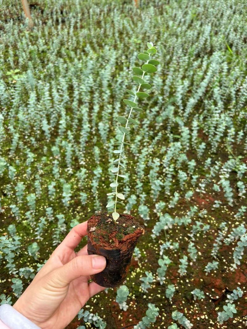 云南易活尤加利苗配花尤加利叶蓝苹果铜钱桉庭院花园绿植