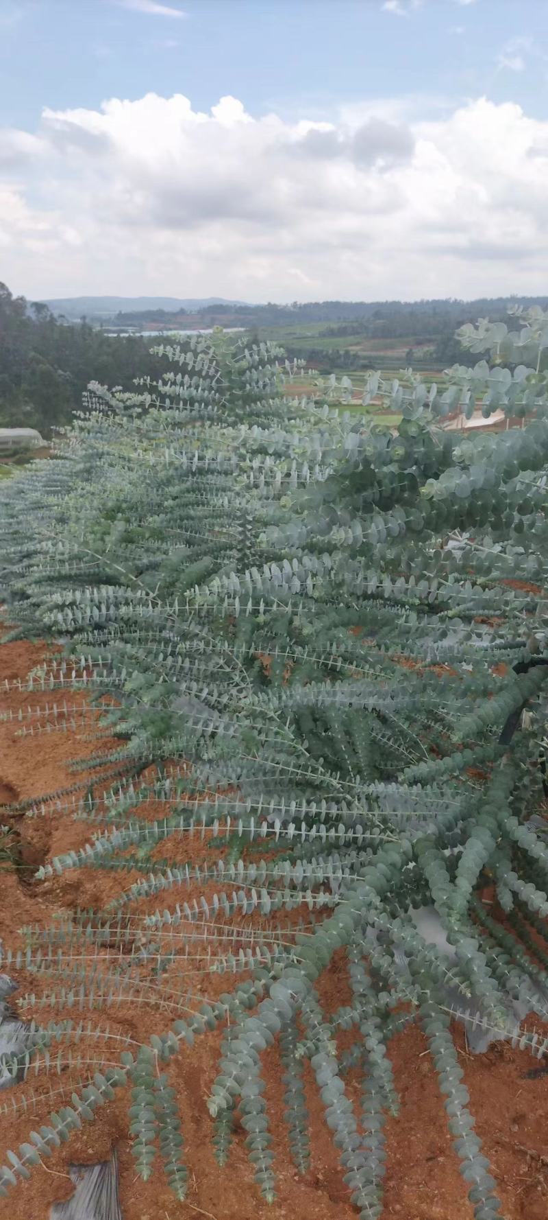 云南易活尤加利苗配花尤加利叶蓝苹果铜钱桉庭院花园绿植