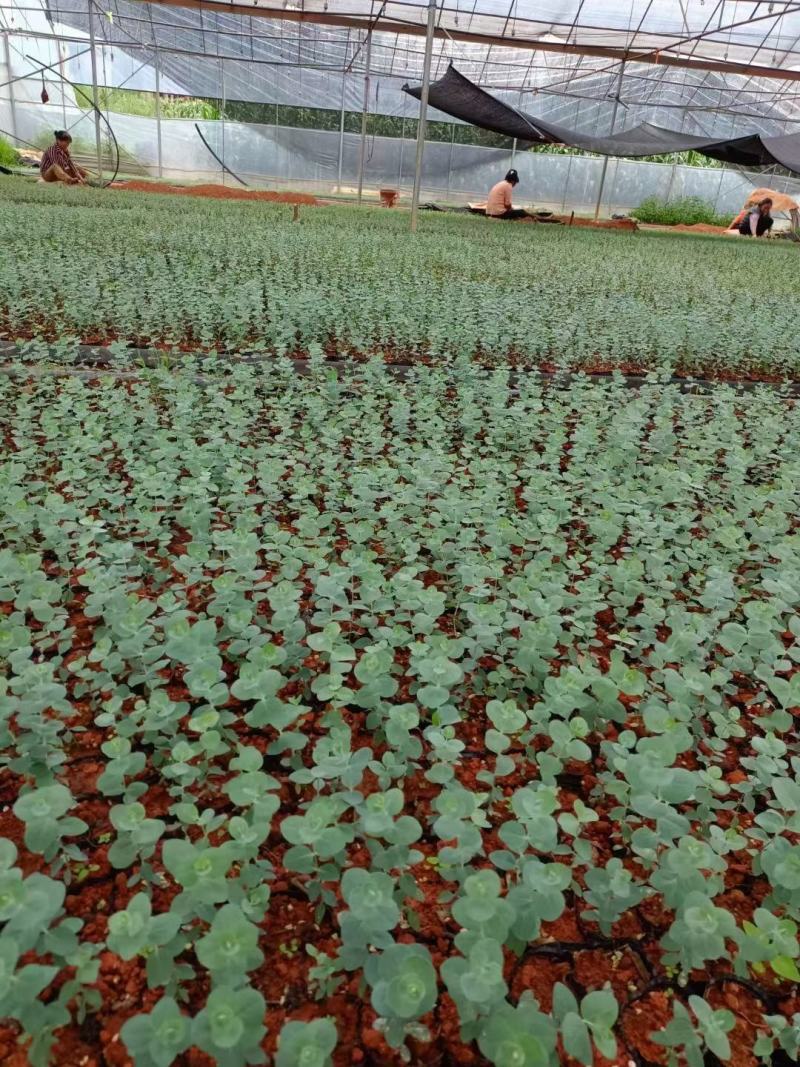云南易活尤加利苗配花尤加利叶蓝苹果铜钱桉庭院花园绿植