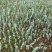 云南易活尤加利苗配花尤加利叶蓝苹果铜钱桉庭院花园绿植