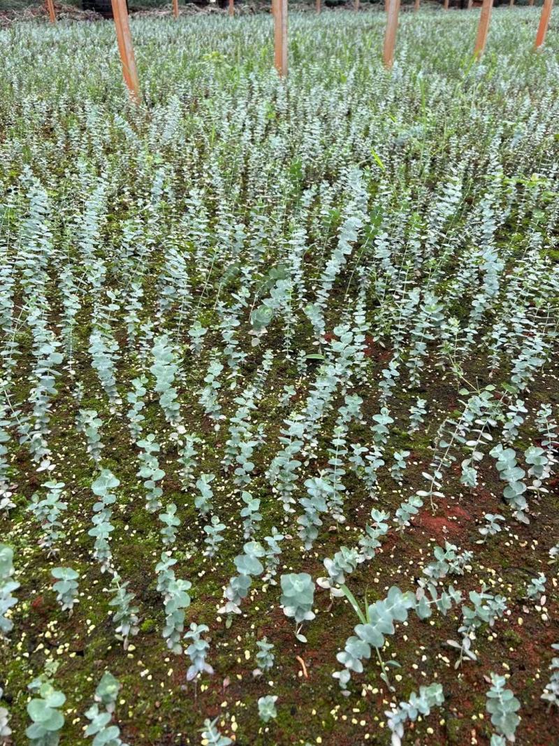 云南易活尤加利苗配花尤加利叶蓝苹果铜钱桉庭院花园绿植