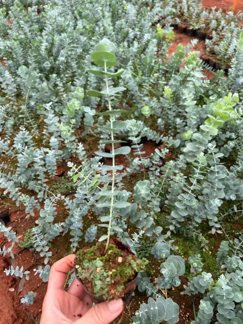 云南易活尤加利苗配花尤加利叶蓝苹果铜钱桉庭院花园绿植