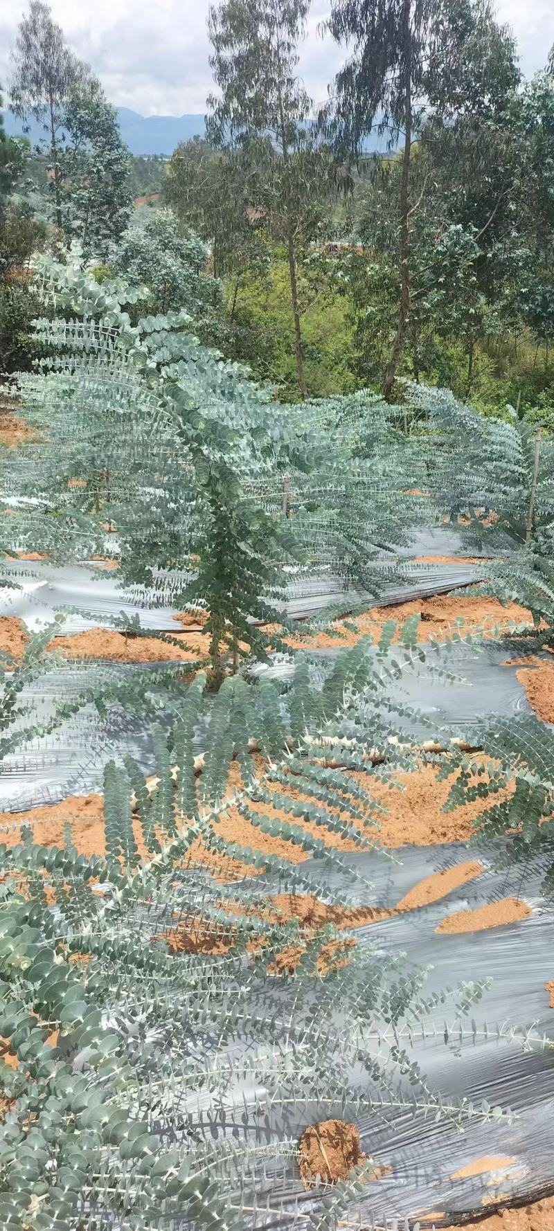 云南易活尤加利苗配花尤加利叶蓝苹果铜钱桉庭院花园绿植