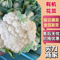 白花菜实花菜江苏白花菜基地直发大量上市超市