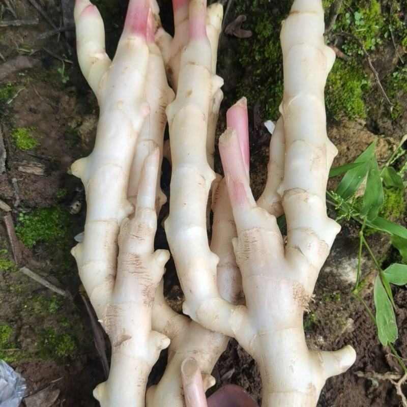 精品一级货