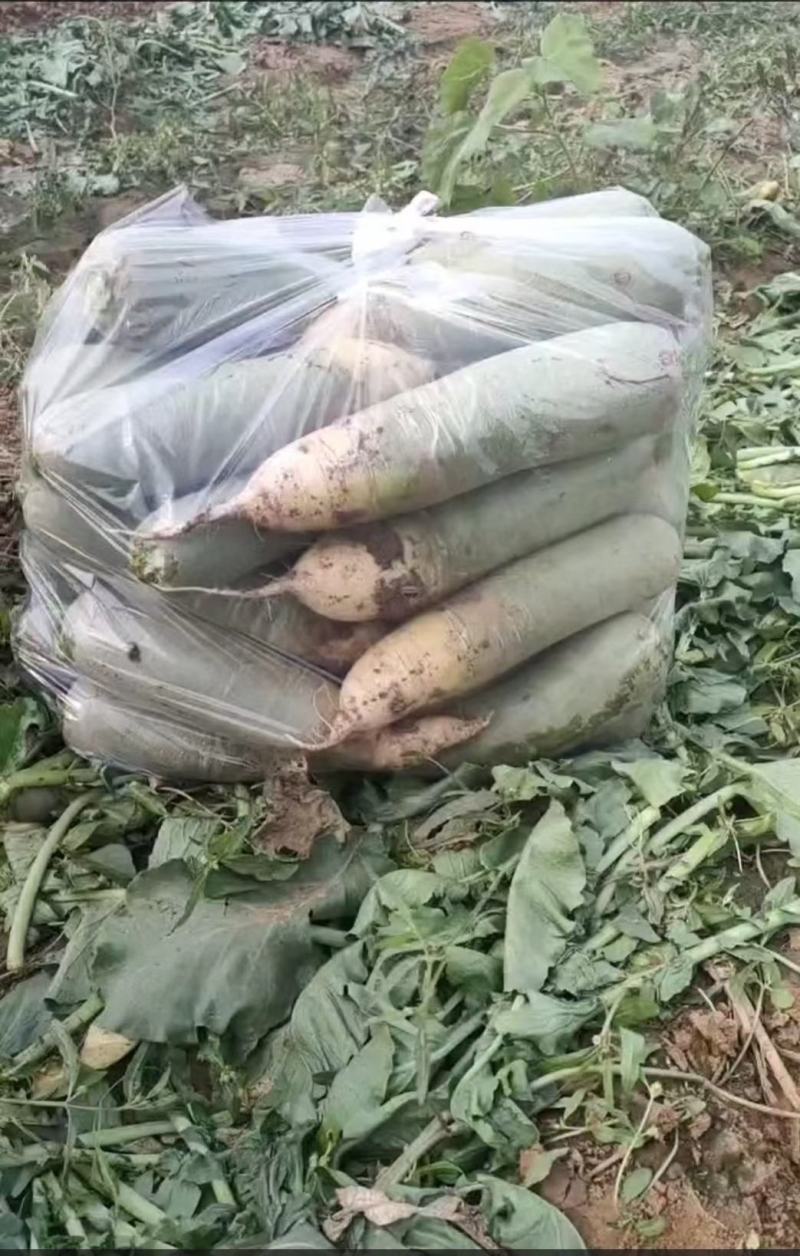 【萝卜】山东冷库青萝卜大量供应可视频看货量大从优