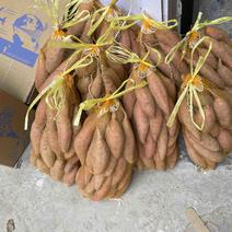 山东沙土地烟薯25地瓜红薯