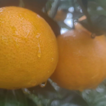 2023年10月8日爱媛果冻橙开干，对接各大市场。