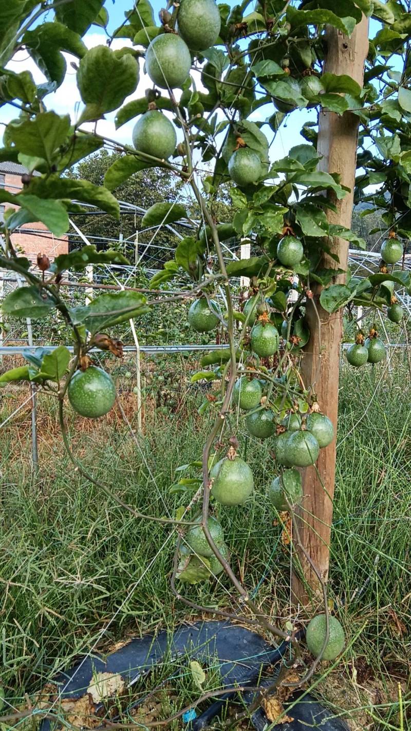 云南保山钦蜜9号纯甜百香果大量上市欢迎来电咨询