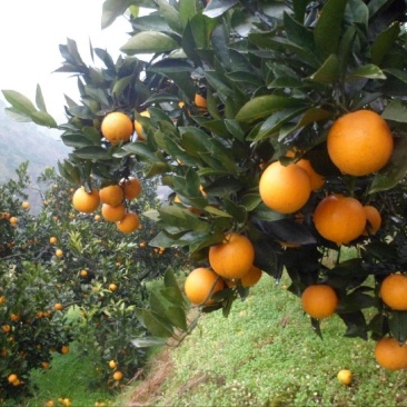 【冰糖橙】种植户湖南冰糖橙麻阳冰糖橙一手货源电联更优惠