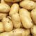 【土豆】洋芋露天土豆产地直发货源稳定有需致电详谈