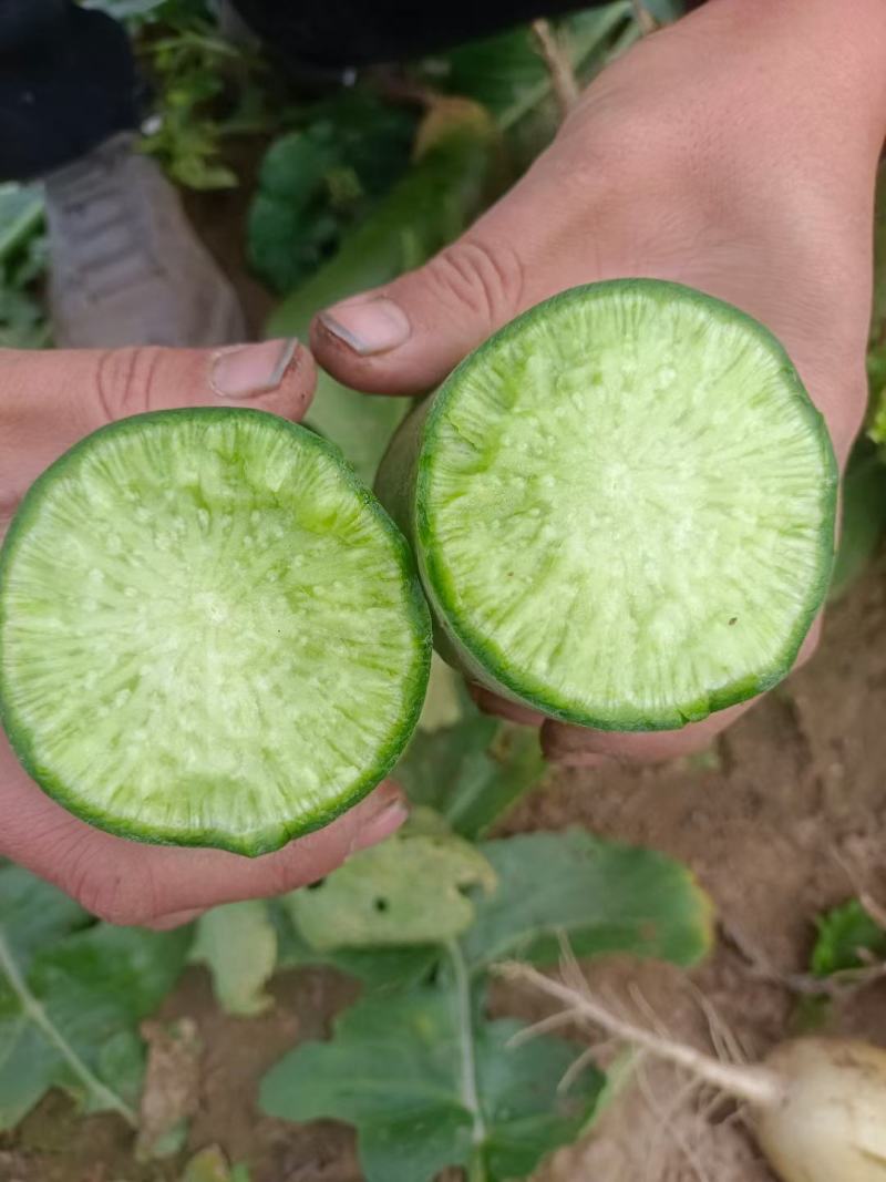 【量大价优】水果萝卜河南萝卜基地大量有货欢迎咨询