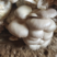 自产平菇蘑菇新鲜采摘诚信经营量大从优