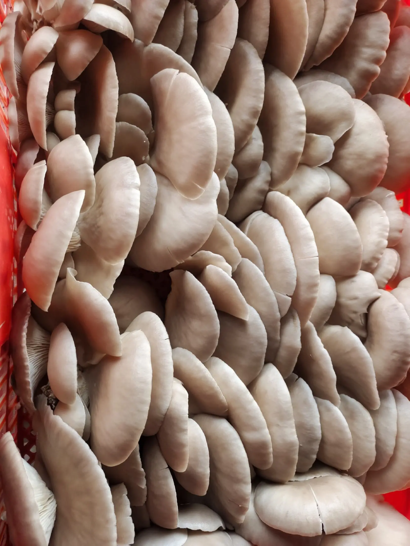 自产平菇蘑菇新鲜采摘诚信经营量大从优