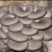 食用菌平菇小黑平菇品种齐全物美价廉