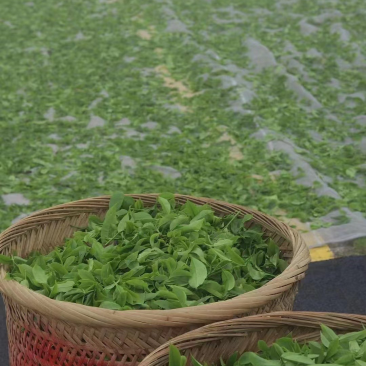 凤凰单丛茶