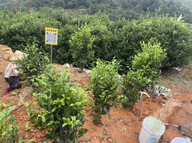 凤凰单丛茶