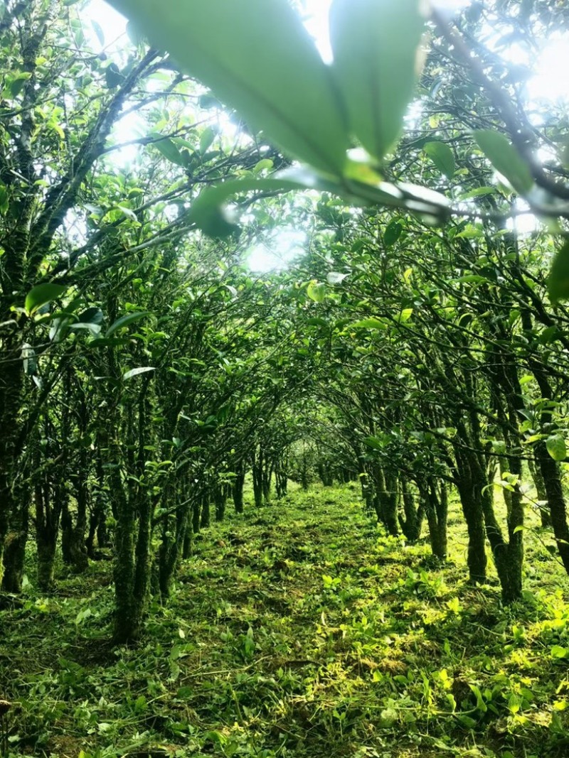 毛茶，成品茶批发