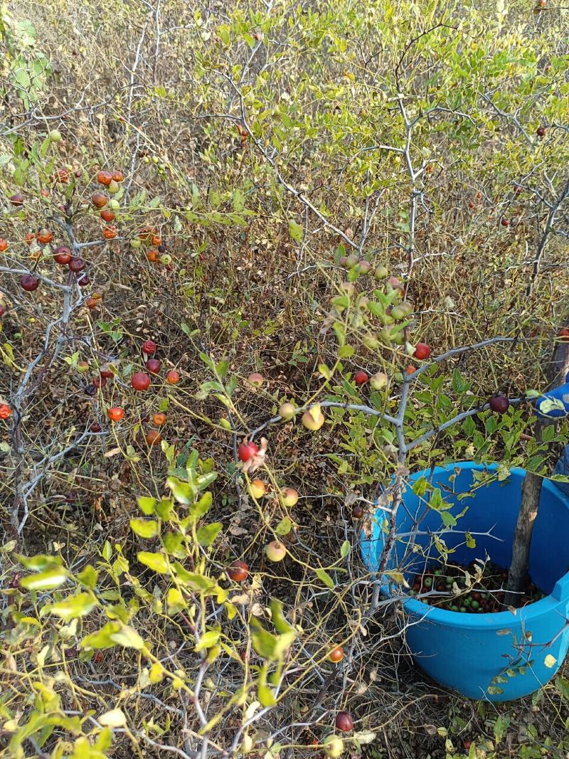 高度60公分以上，地径0.5粗以上免嫁接一二年药用酸枣苗