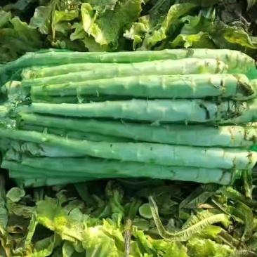 山东临沂精品莴笋杆子大量有货需要的联系支持视频看货品质好
