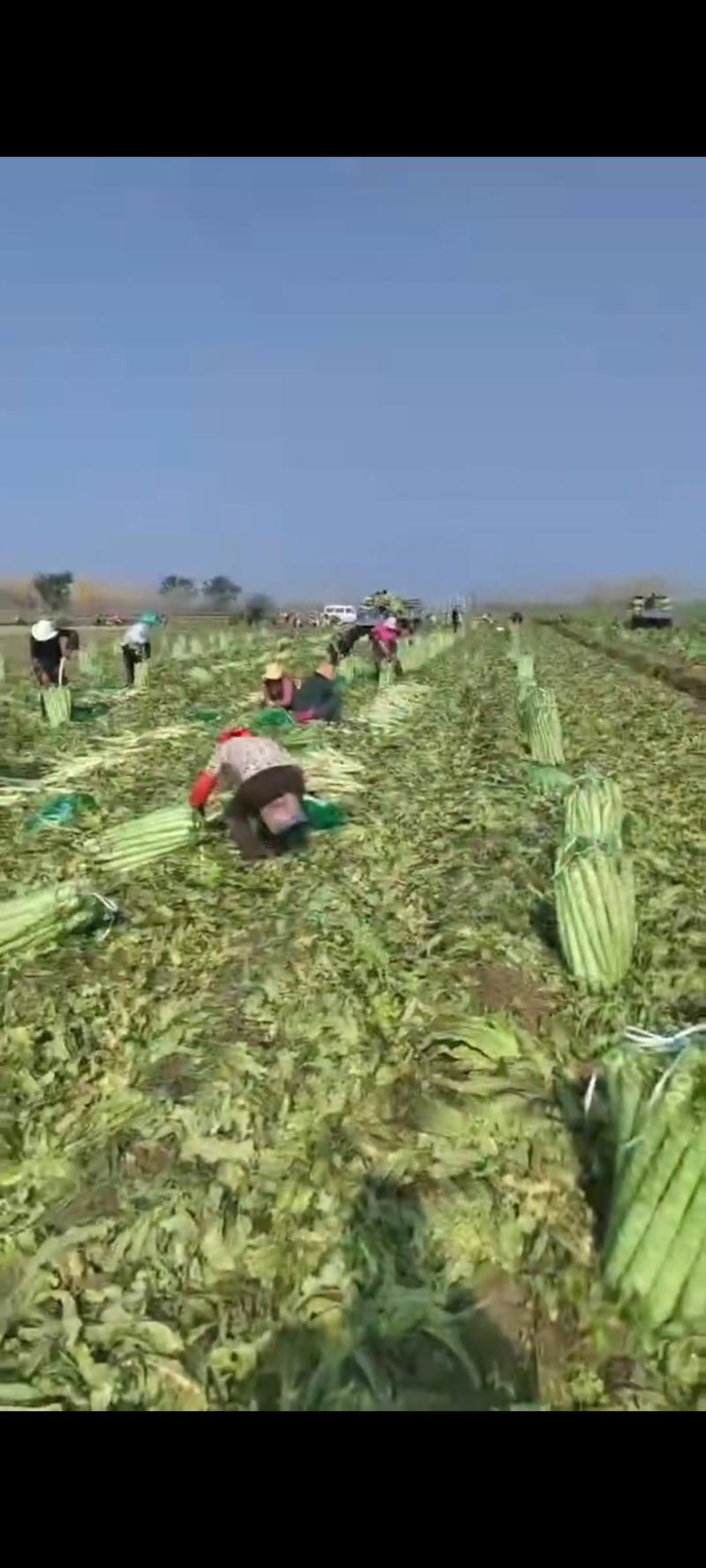 山东临沂精品莴笋杆子大量有货需要的联系支持视频看货品质好