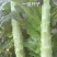 山东临沂精品莴笋杆子大量有货需要的联系支持视频看货品质好