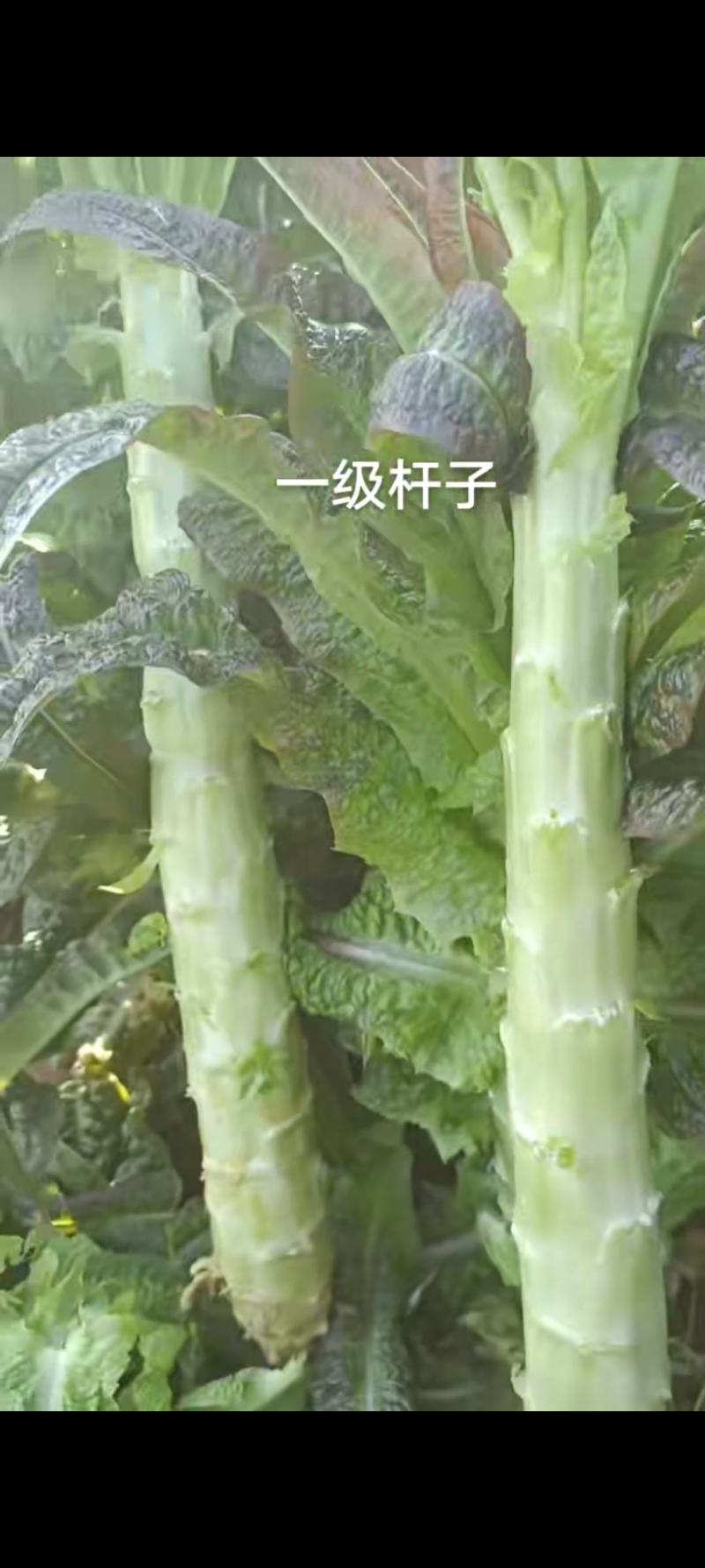 山东临沂精品莴笋杆子大量有货需要的联系支持视频看货品质好