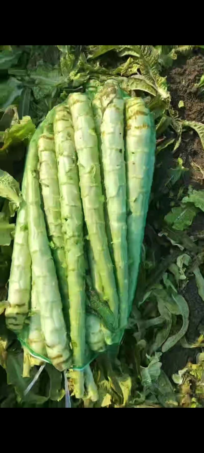 山东临沂精品莴笋杆子大量有货需要的联系支持视频看货品质好