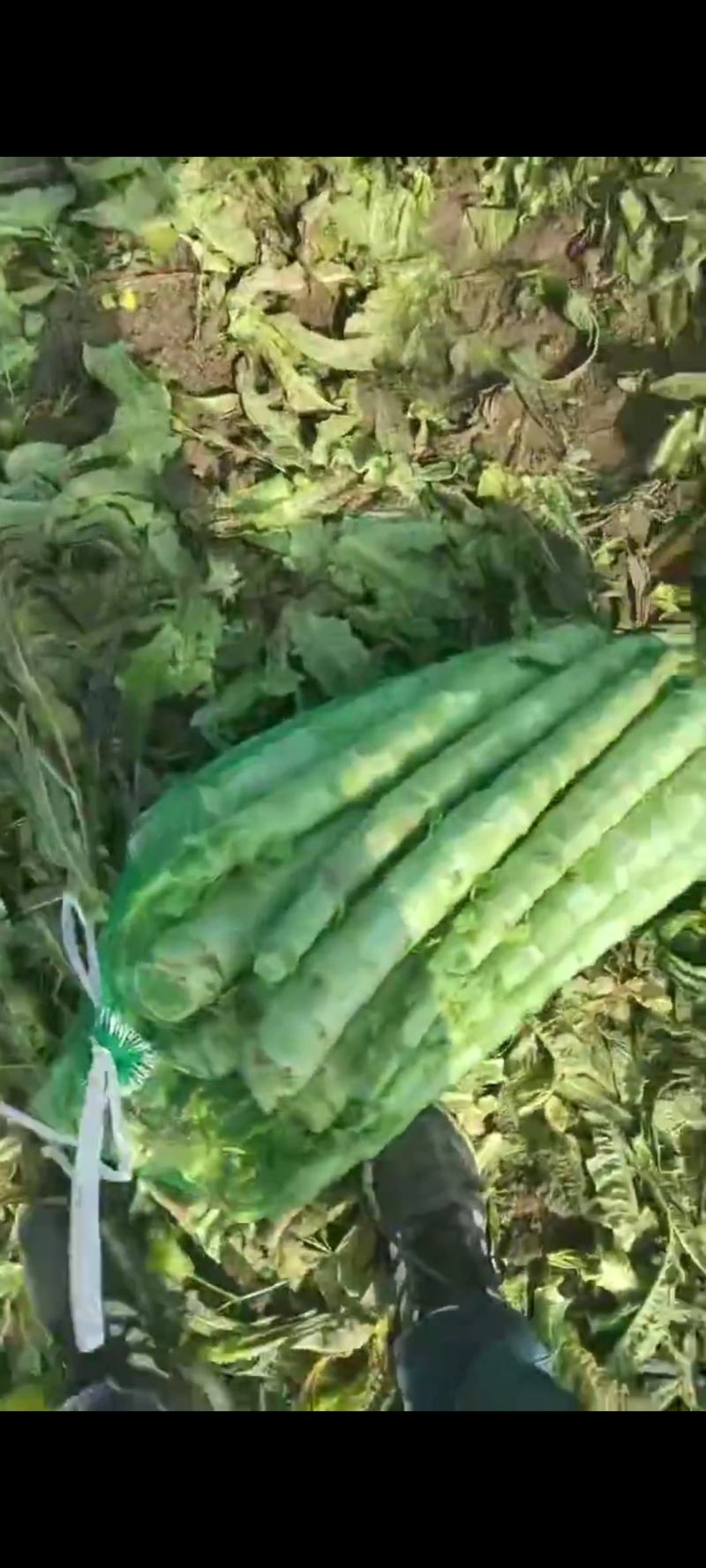 山东临沂精品莴笋杆子大量有货需要的联系支持视频看货品质好