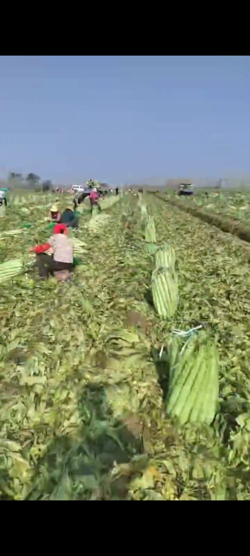 山东临沂精品莴笋杆子大量有货需要的联系支持视频看货品质好