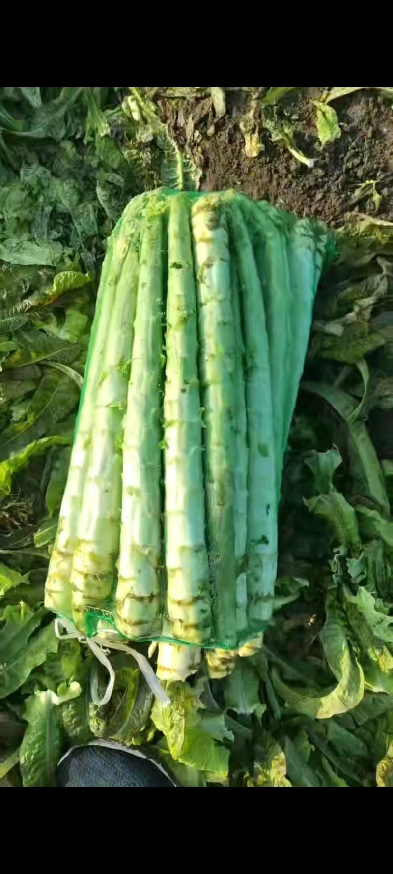 山东临沂精品莴笋杆子大量有货需要的联系支持视频看货品质好