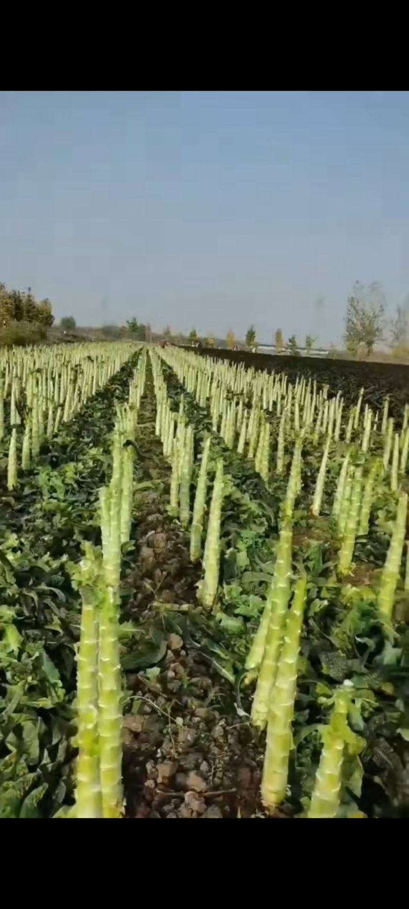 山东临沂精品莴笋杆子大量有货需要的联系支持视频看货品质好