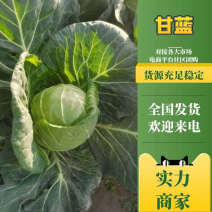 甘蓝江苏甘蓝圆包菜江苏圆包菜产地供应