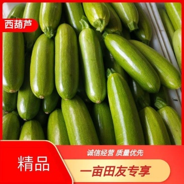 【精品】山东费县精品西葫芦大量上市，基地直供，供应全国