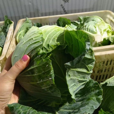 湖北平包新鲜蔬菜大量上市，质量保，欢迎质询