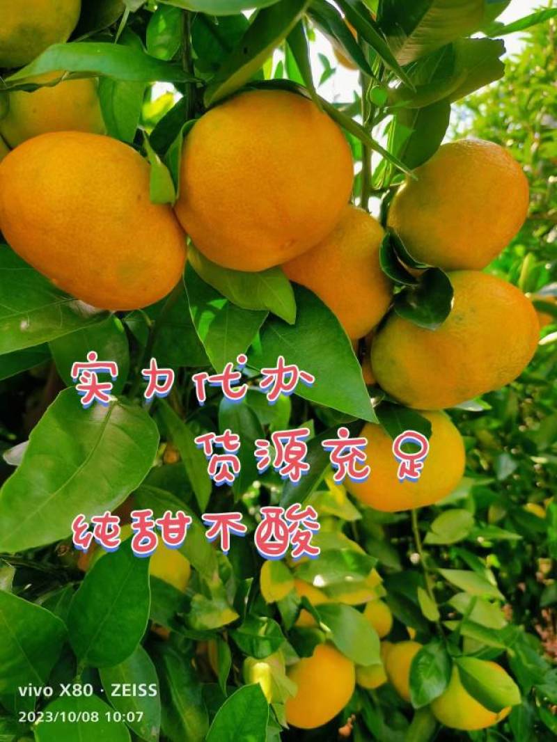 优选高山蜜桔大量上市中，一手货源充足量大从优