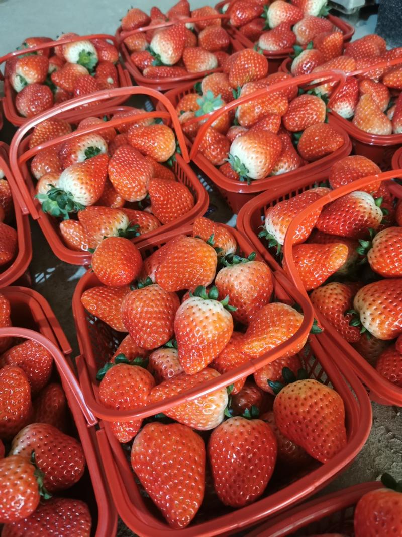 草莓天仙醉草莓新鲜草莓量大质优产地直销欢迎选购