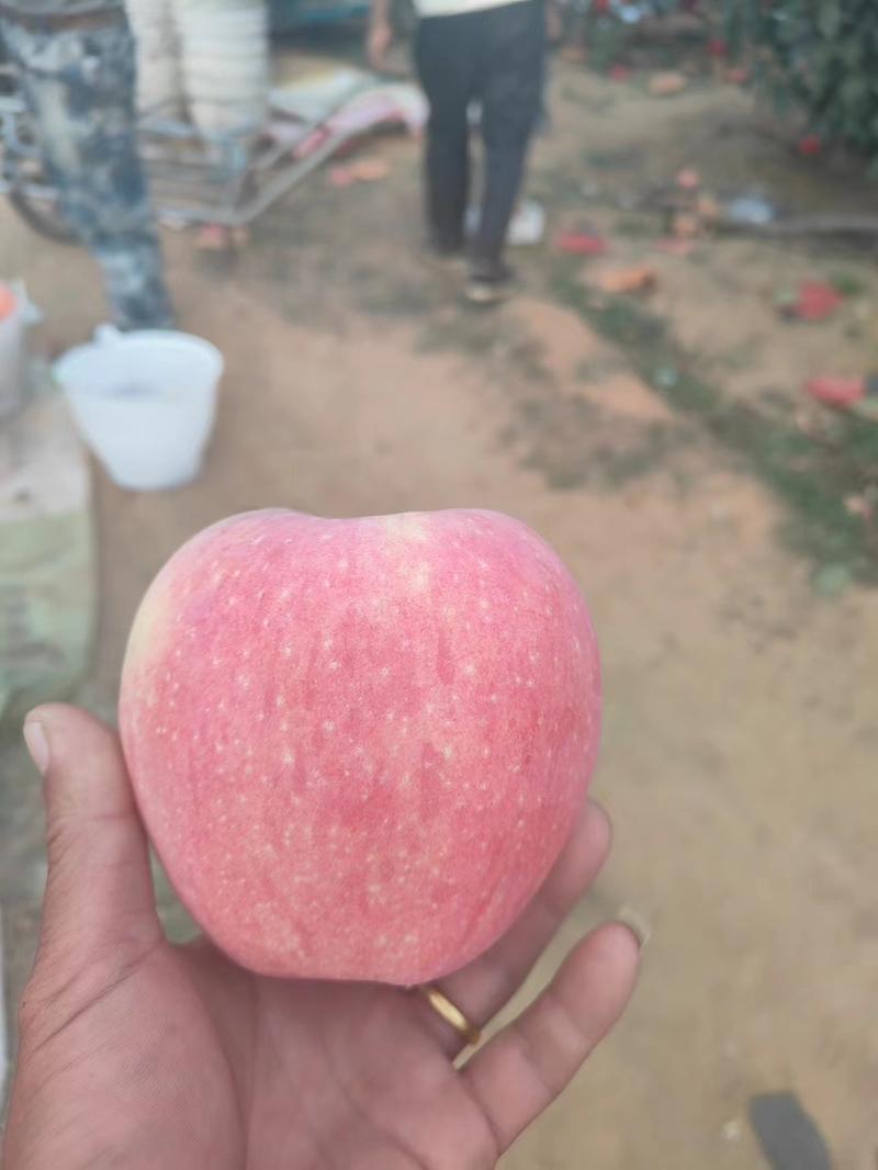中秋王苹果-产地直发-量大从优-价格优惠-品质保障可验货