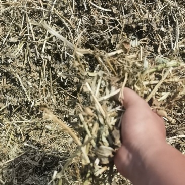 开封无土优质花生秧，全国发货，保质保量，诚信第一，