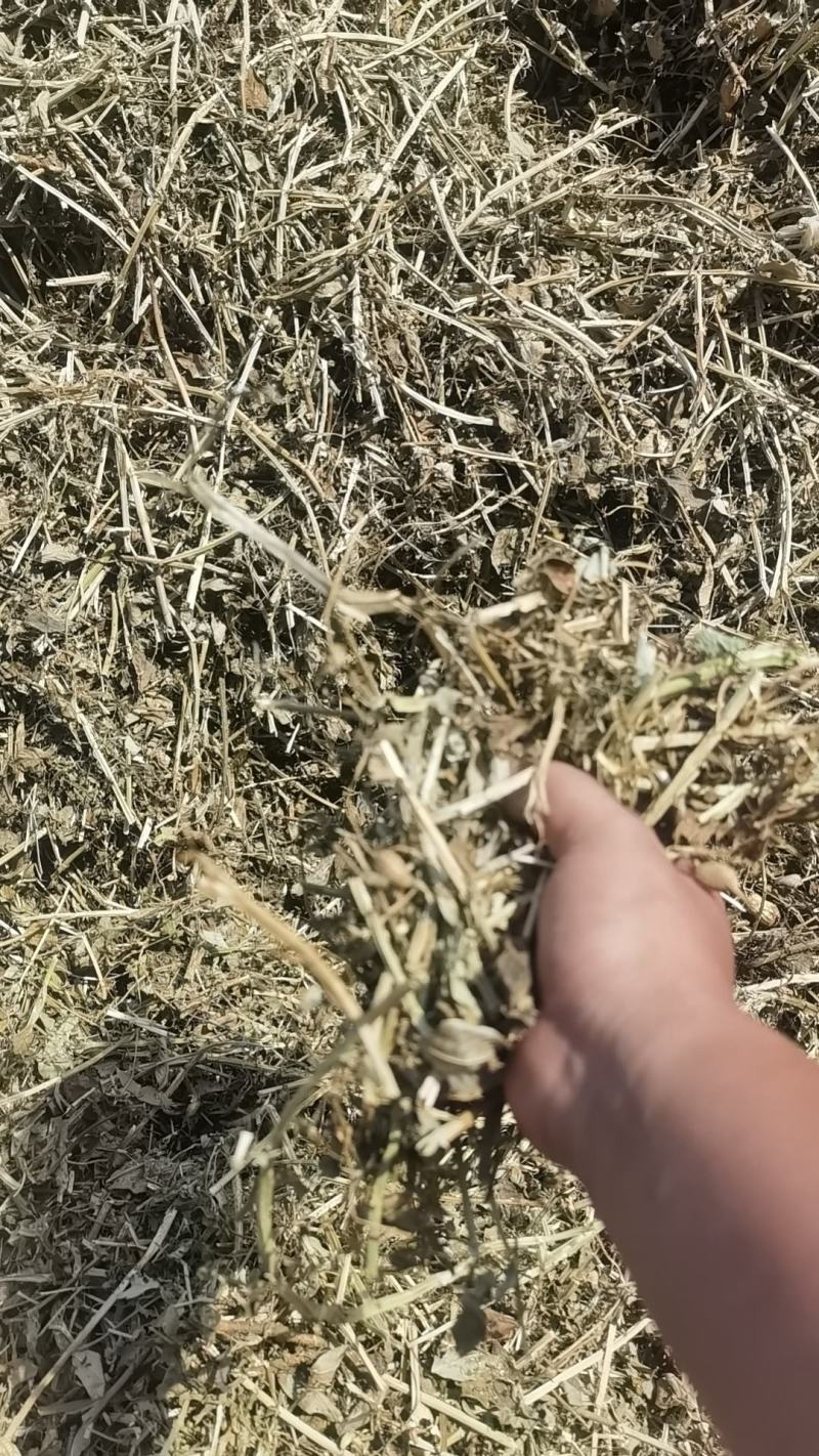 开封无土优质花生秧，全国发货，保质保量，诚信第一，
