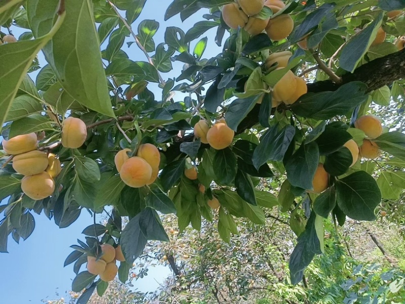 河北磨盘柿之乡一星期内大量上市